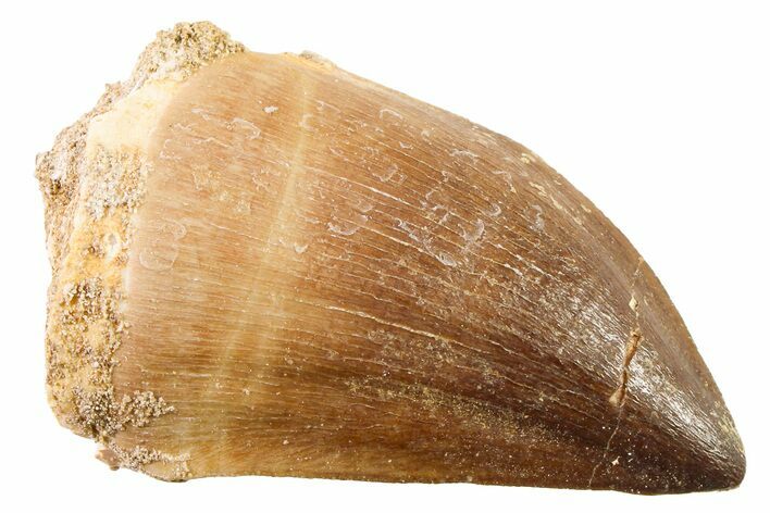 Fossil Mosasaur (Thalassotitan) Tooth - Morocco #341514
